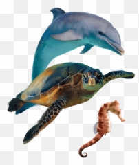 Guild Wars 2 Wave Of Shadow - Northern Seahorse png