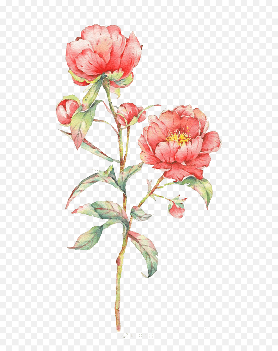 Pink Rose Flower Illustration Watercolor Flowers - Pink Rose Flower Watercolor Png,Watercolor Png
