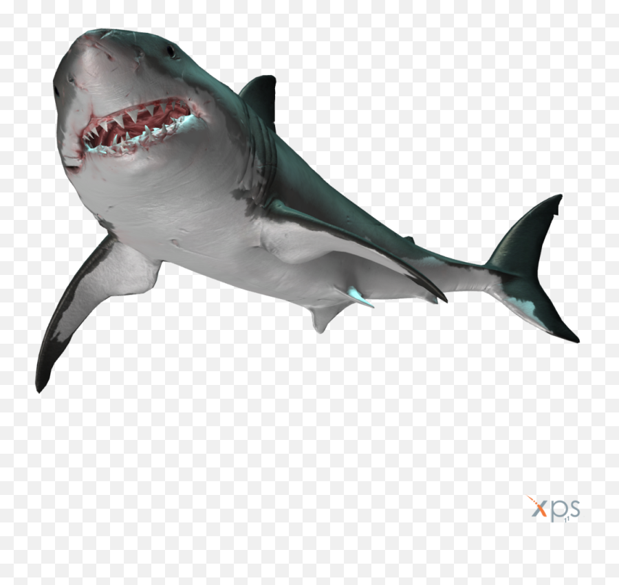 Great White Shark Transparent Png Image - Depth Great White Shark,Shark Png