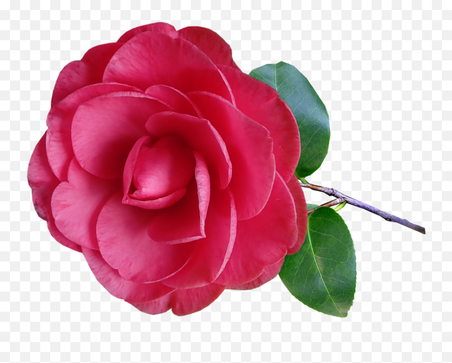 Download Hd Camellia Flower Stem Pink Garden Nature - Camellia Flower Png,Flower Stem Png