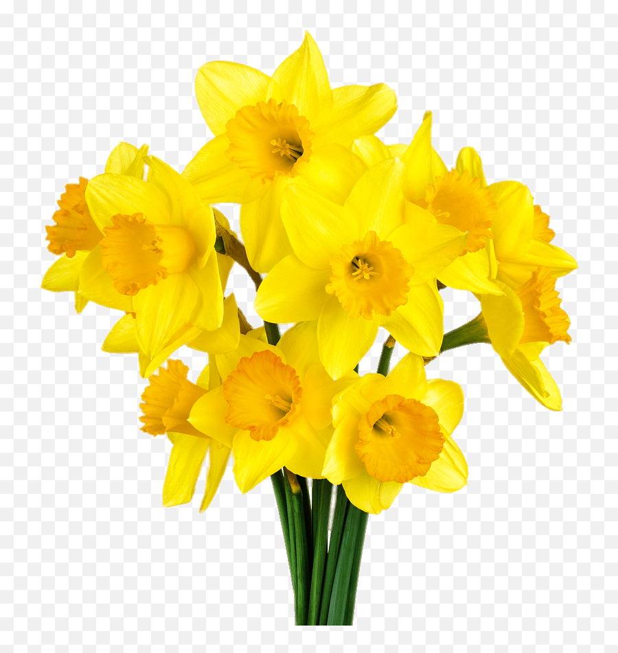 Daffodil Bunch Transparent Png - Stickpng,Flower Bunch Png