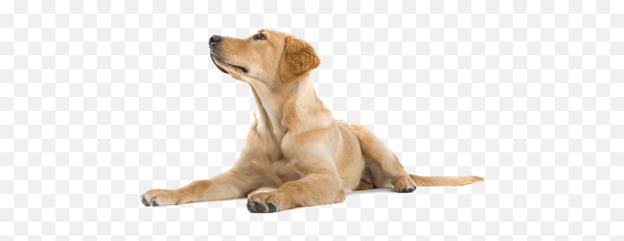 Cbd Medipower - Dog Png,Happy Dog Icon