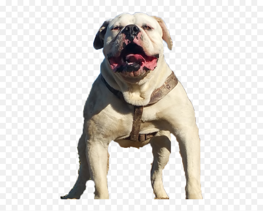 Download Hd Images Of American Bulldogs - Amerikaanse Bulldog Transparant Png,Bulldog Transparent Background