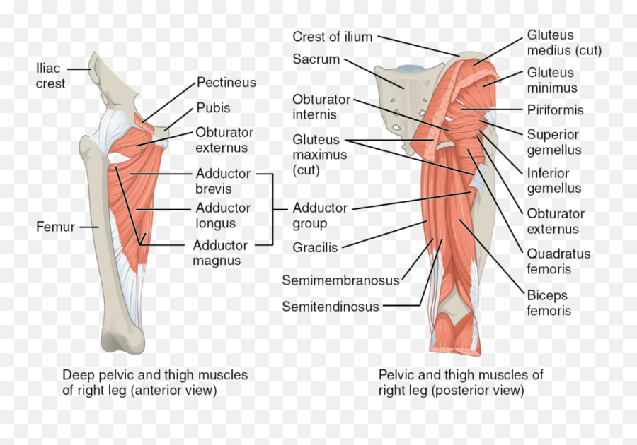 Muscles Of The Hips And Thighs Human Anatomy - Muscles Of Gluteal Region Png,Muscles Png