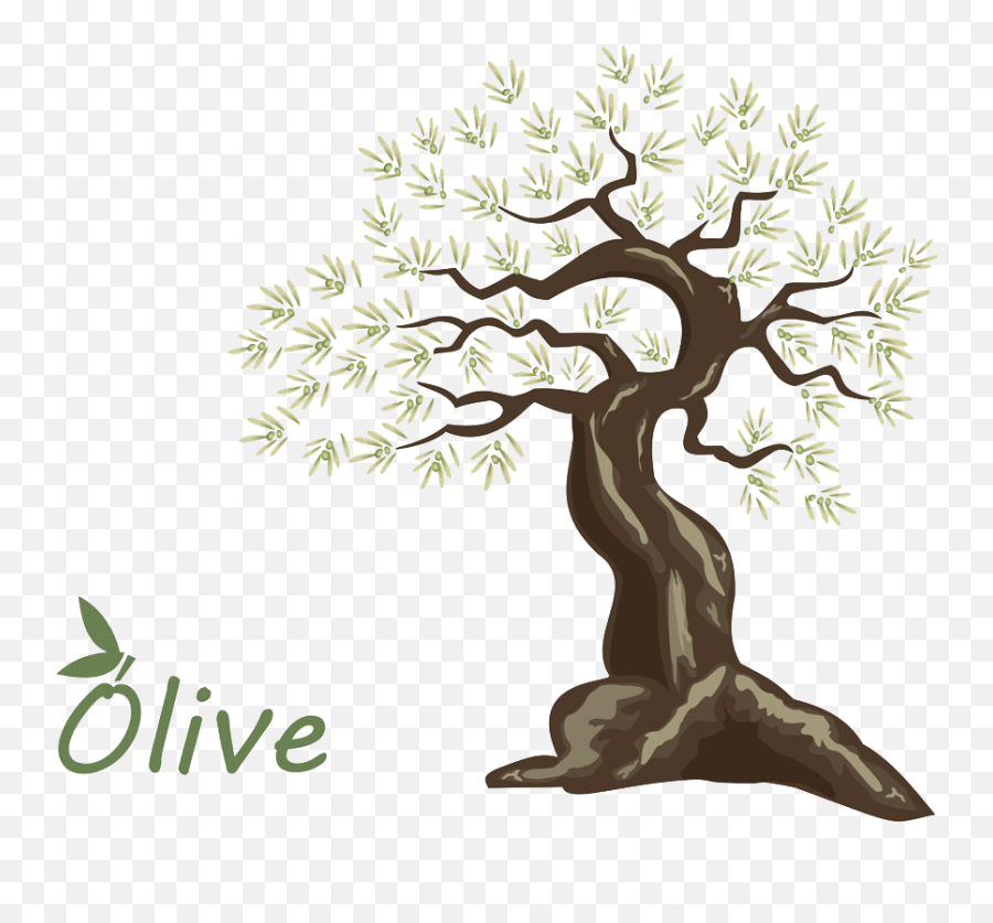 Olive Oil Tree - Handpainted Olive Png Download 1000900 Arbol De Olivo Para Niños En Dibujo,Olive Png