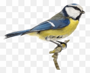 Bird Clipart Png Images