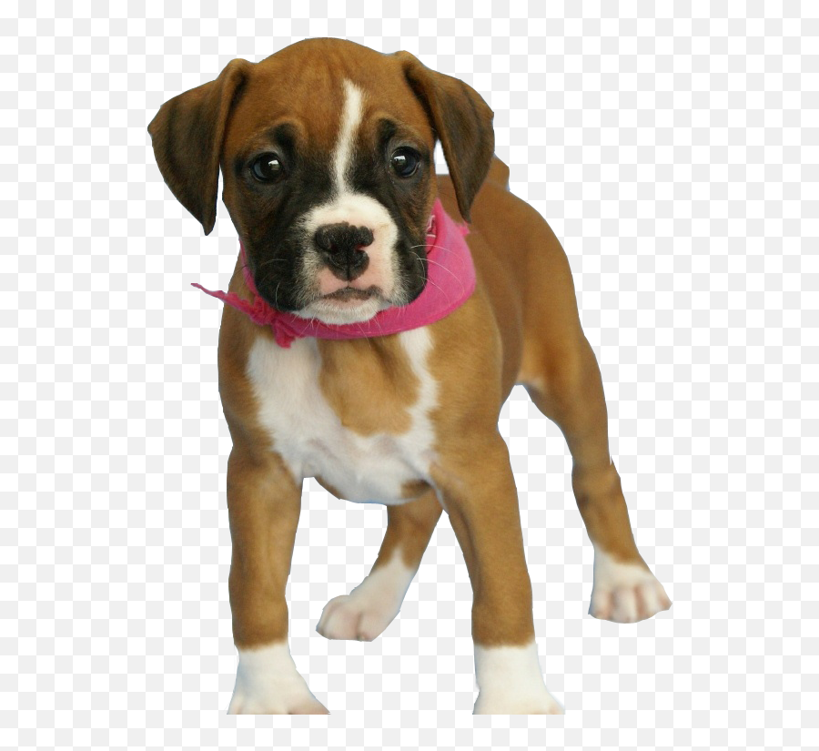 Dog Puppy - Dog Png Image Png Download 700760 Free Boxer Dog Png,Dog Transparent Background