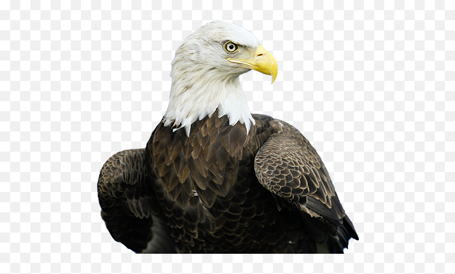 Falcon Png Transparent Images Free Download