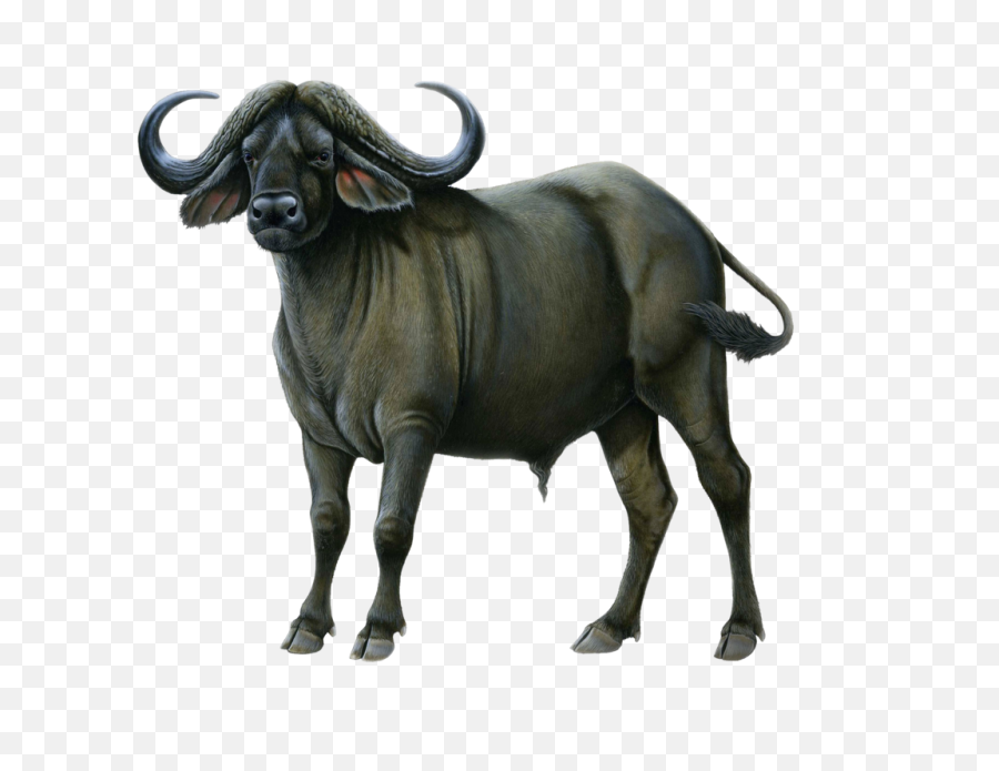 Cows Transparent Png Images - Stickpng African Buffalo Png,Cow Transparent Background