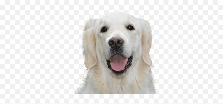 Golden Retriever Dog Png Transparent - Golden Retriever,Golden Retriever Transparent Background