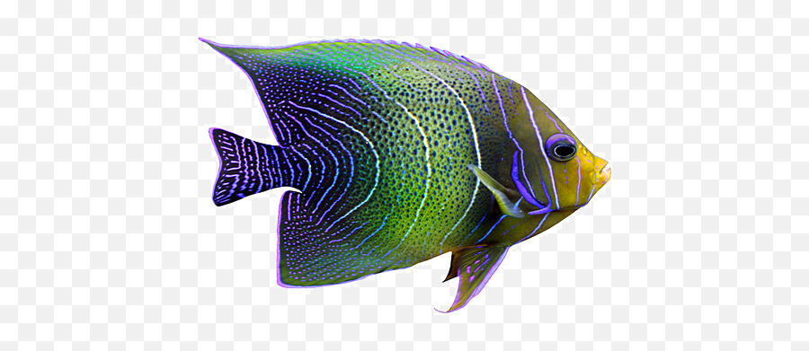 Download Tropical Fish Png - Tropical Fish In Coral,Tropical Fish Png