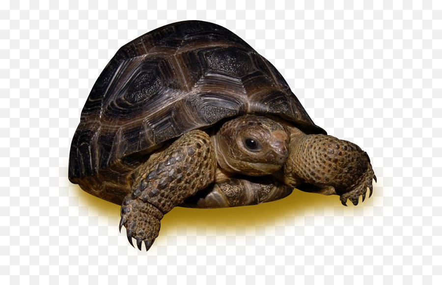 Download Aldabra Tortoise - Desert Tortoise Png,Tortoise Png