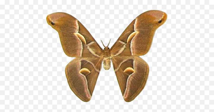 Half - Moon Silk Moth Samia Cynthia Icon 512x512px Ico Png Silk Moth Png,Moth Png