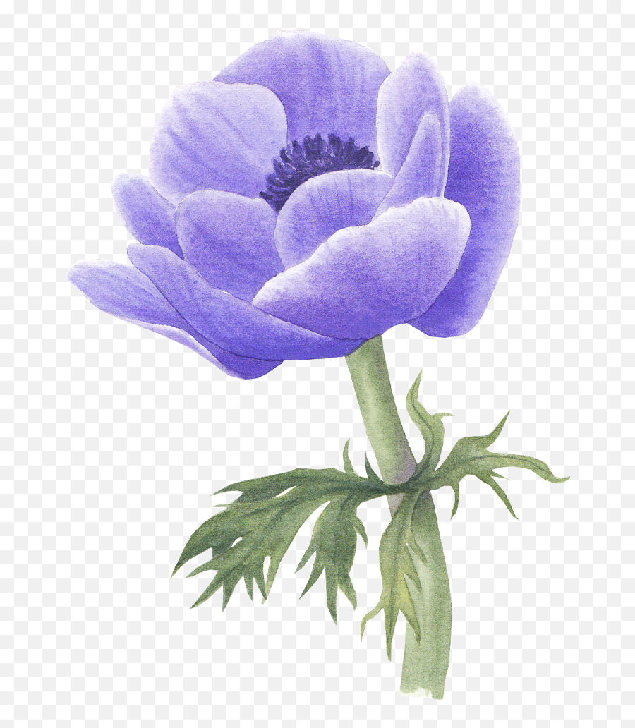 Anemone Flower - Tulip Png,Anemone Png