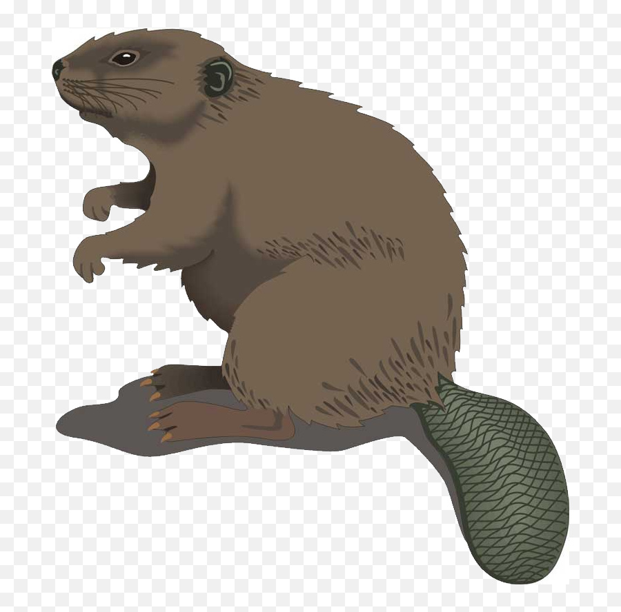 Confused Beaver Png Images - Beaver Clip Art,Confused Png
