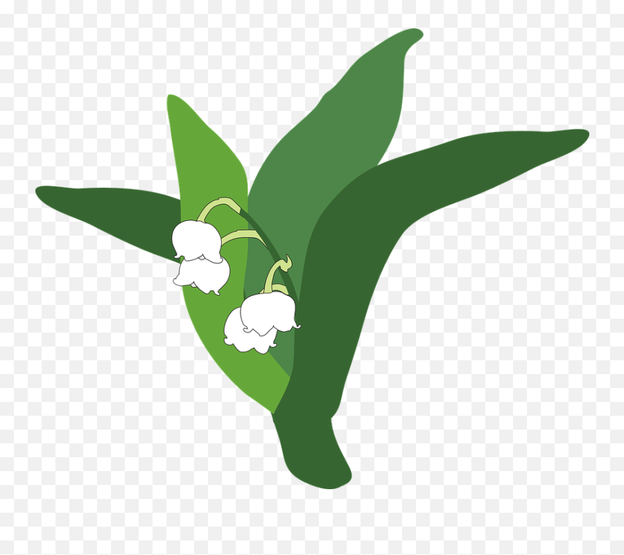 Download Lily Of The Valley Png Pic