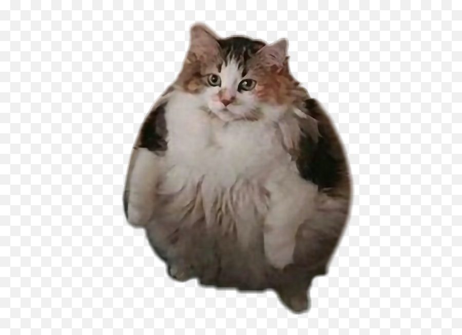 Fat Cat Transparent U0026 Free Transparentpng - Loops Cat Png,Cat Transparent Background