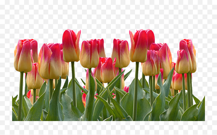 Png Images Tulips 13png Snipstock