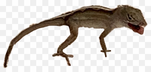 Geico Lizard Png - gecko freetoedit Marine Iguanas