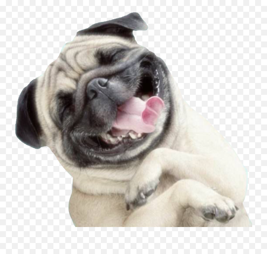 Happy Dog Png - Happy Dog Png Transparent Png Download Happy Dog Transparent Png,Courage The Cowardly Dog Png