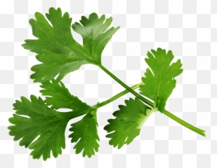 Garnish - Transparent Parsley Png,Garnish Png