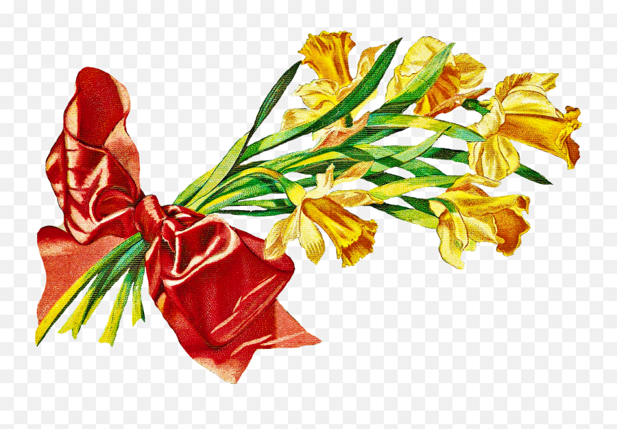 Daffodil Flower Pictures - Clip Art Png,Daffodil Png
