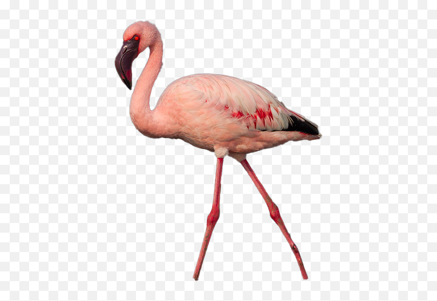 Flamingo Png Photo Image - Greater Flamingo,Flamingo Png