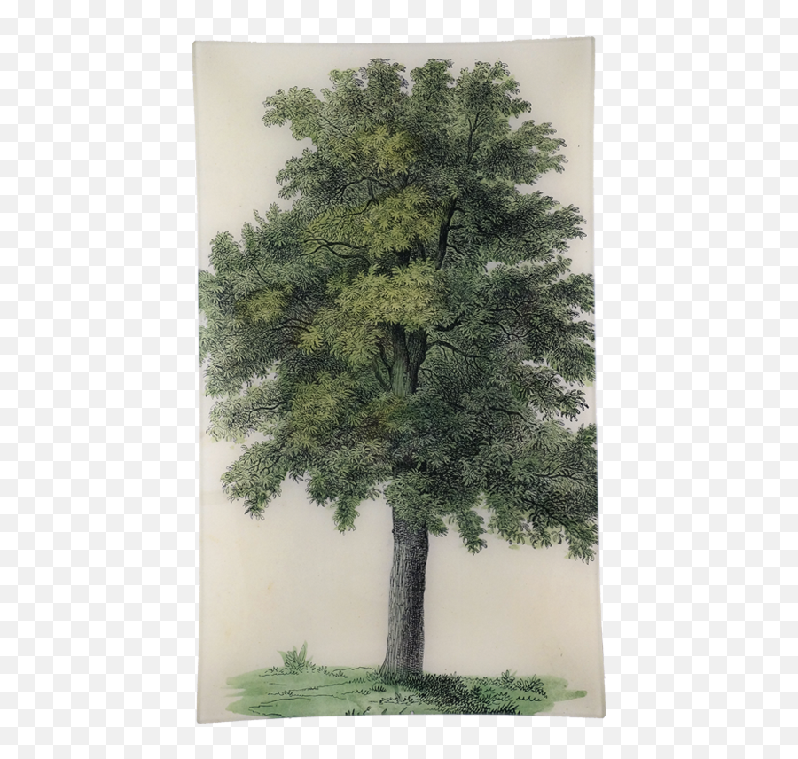 Oak Tree - Oak Png,Oak Tree Png