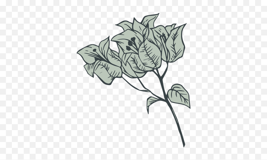 Download Flowers Bougainvillea Hand Drawn Transparent Png U0026 Svg Bougainvillea Flower Svg Free Transparent Png Images Pngaaa Com