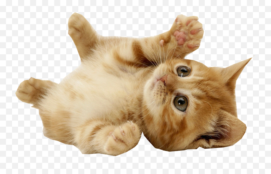 Mouse Pet Cat Villa Animal - Cat With Transparent Background Png,Transparent Cat