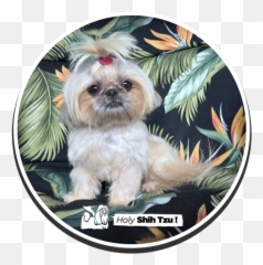 Holy Shih - Vulnerable Native Breeds Png,Shih Tzu Png