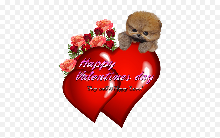 Teacup Pomsky Happy Valentines Day They Call It Puppy Love - Day Png,Happy Valentine's Day Png