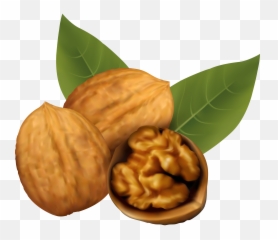 Walnut Transparent Png Clipart Free - Transparent Walnut Clipart,Walnut Transparent