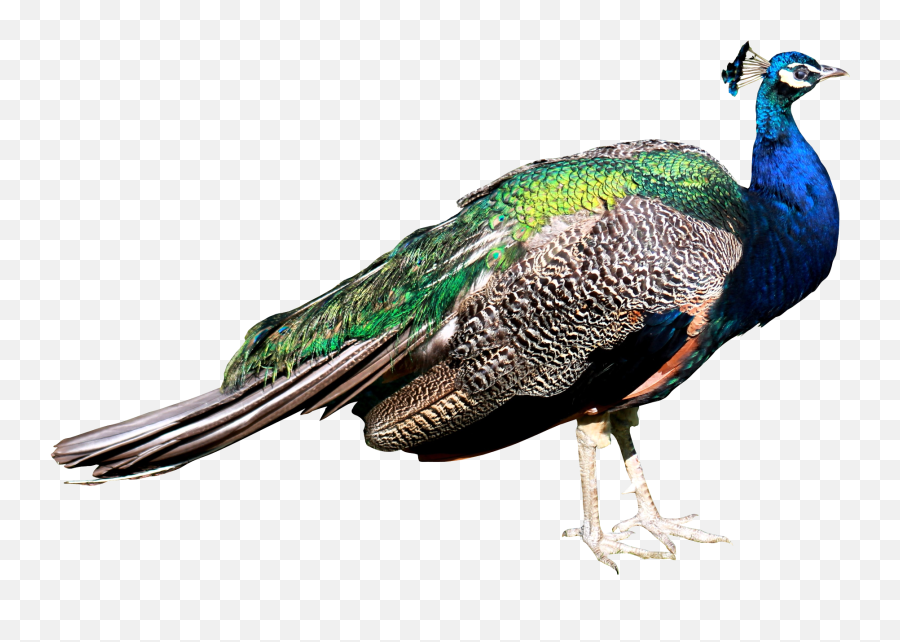 Peacock Png Images Free Download - Peacock Png,Transparent Background Free