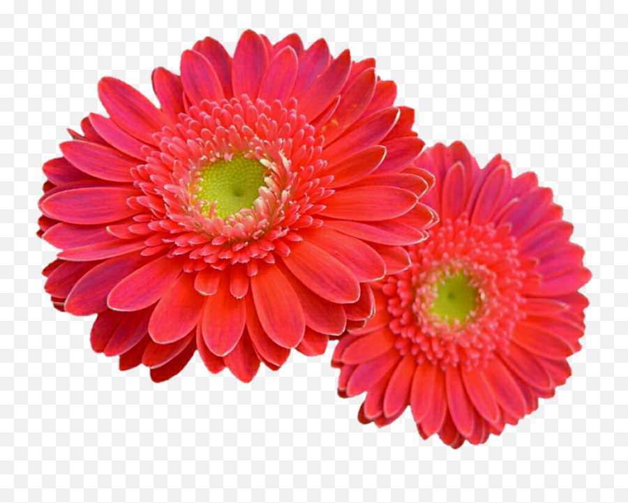 Coral Flower Transparent U0026 Png Clipart Free Download - Ywd Pink Coral Gerbera Daisy,Coral Png