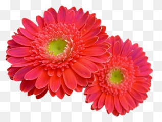 Coral Flower Transparent U0026 Png Clipart Free Download - YWD Pink Gerbera Daisy
