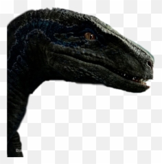 Blue Jurassic World Freetoedit 316223371260211 By Gab1679 - Jurassic World Wallpaper Raptor png