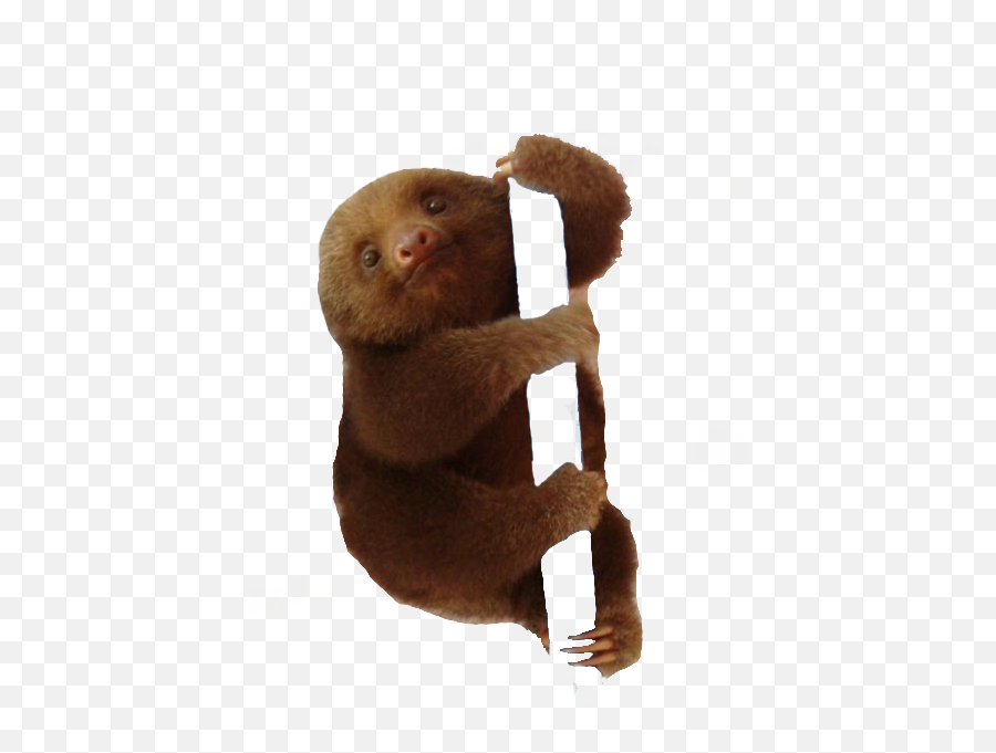 Download Sloth Png Transparent Images - Baby Sloth Png,Sloth Png