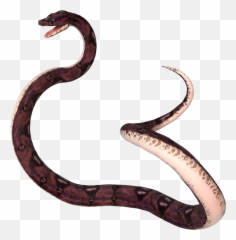 Anaconda Png Hd Background