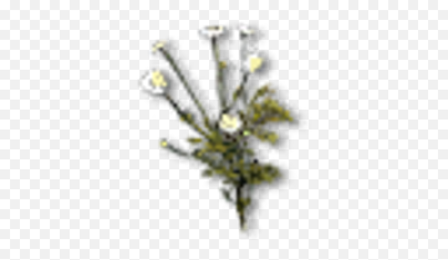 Chamomile Witcher Wiki Fandom - Artificial Flower Png,Chamomile Png