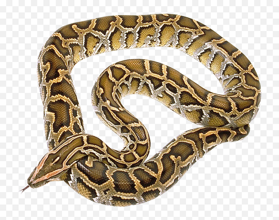 Download Snake Png Image For Free Transparent Background