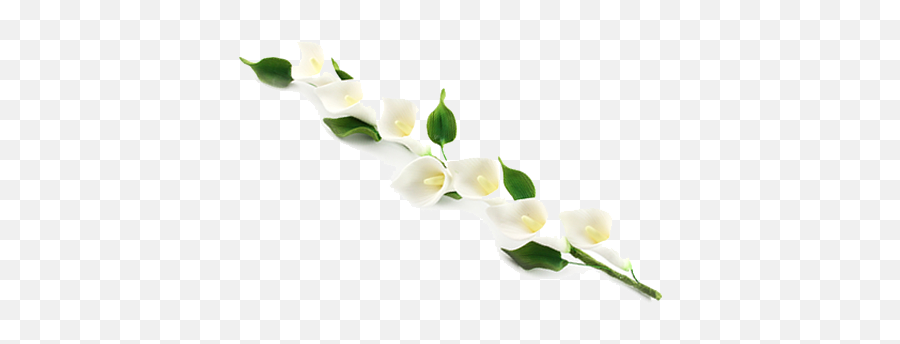 Calla Png Photos Mart - Calla Lily Transparent Background,Lily Transparent Background