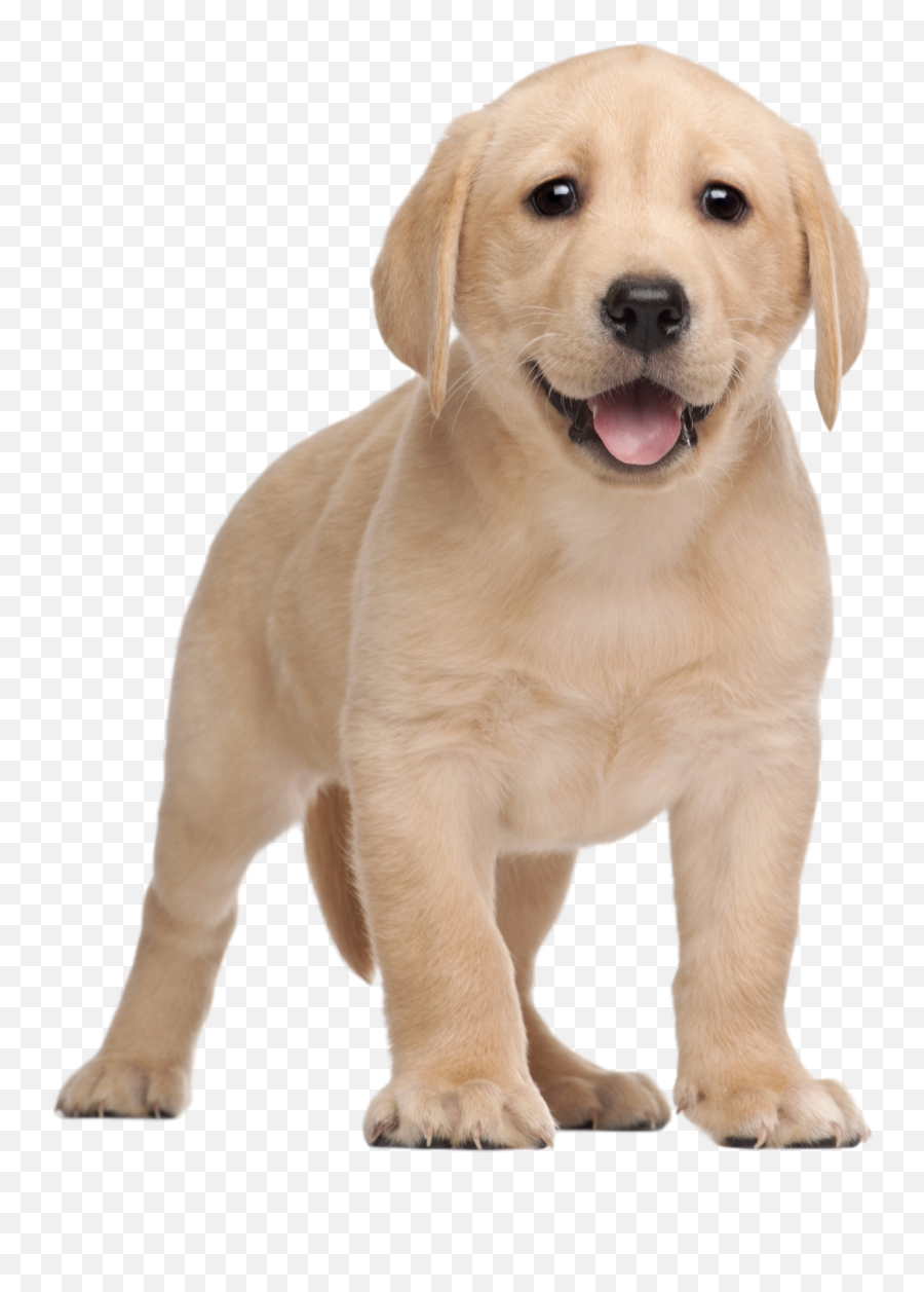 Labrador Retriever Png - Labrador Puppy Png,Golden Retriever Transparent Background