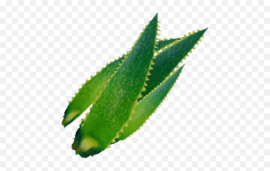 Aloe Vera - Medicinal Plants Png,Aloe Png