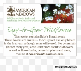 Baby Shower Seed Packet American Meadows - Christmas Eve Cayena png