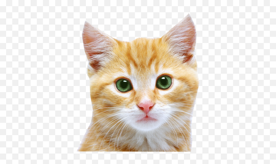 Download Cat Free Png Transparent Image And Clipart - Transparent Cat Face Png,Cat Png Image
