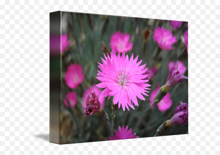 Pink Flowers Ground Cover Closeup By Christina Baldi - Gilliflower Png,Ground Cover Png