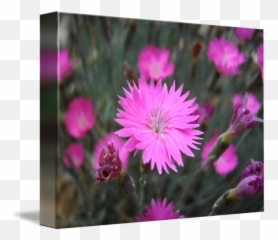Pink Flowers Ground Cover Closeup By Christina Baldi - Gilliflower png