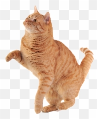Download Hd Free Icons Png - Orange Cat Transparent Background