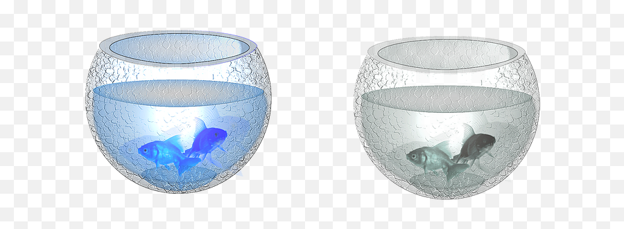 50 Free Fish Bowl U0026 Images - Pixabay Fish Container Png,Fish Bowl Transparent Background